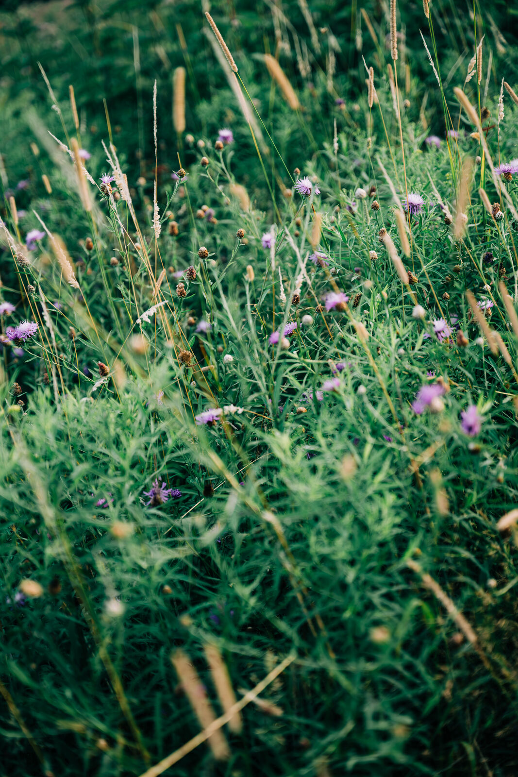 Wildflowers in a New Hampshire summer field